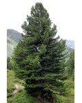 Кедр європейський / Сосна кедрова | Кедр европейский / Сосна кедровая | Pinus cembra